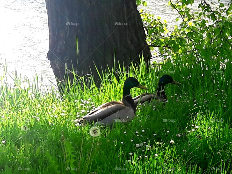 Duck in grass