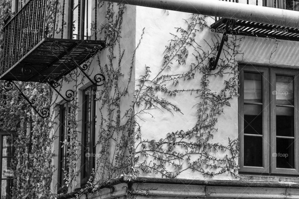 House with tree branches