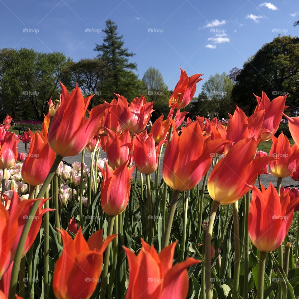 Red Tulip Flowers at Washington Park Albany, New York