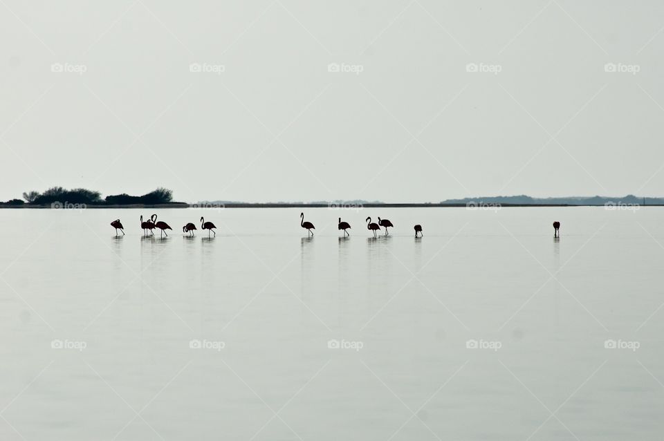 View of flamingos