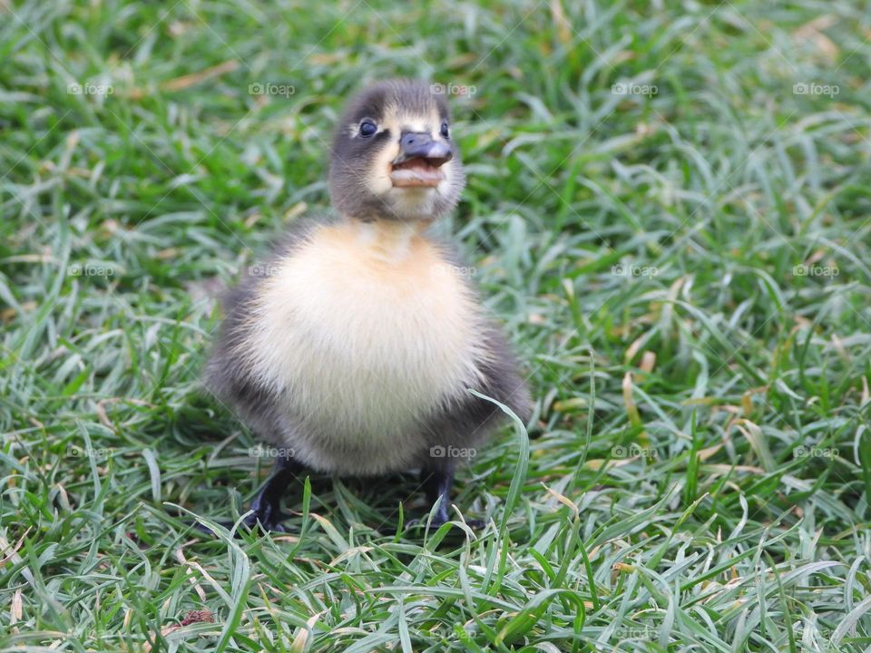 Ducklings at the river 