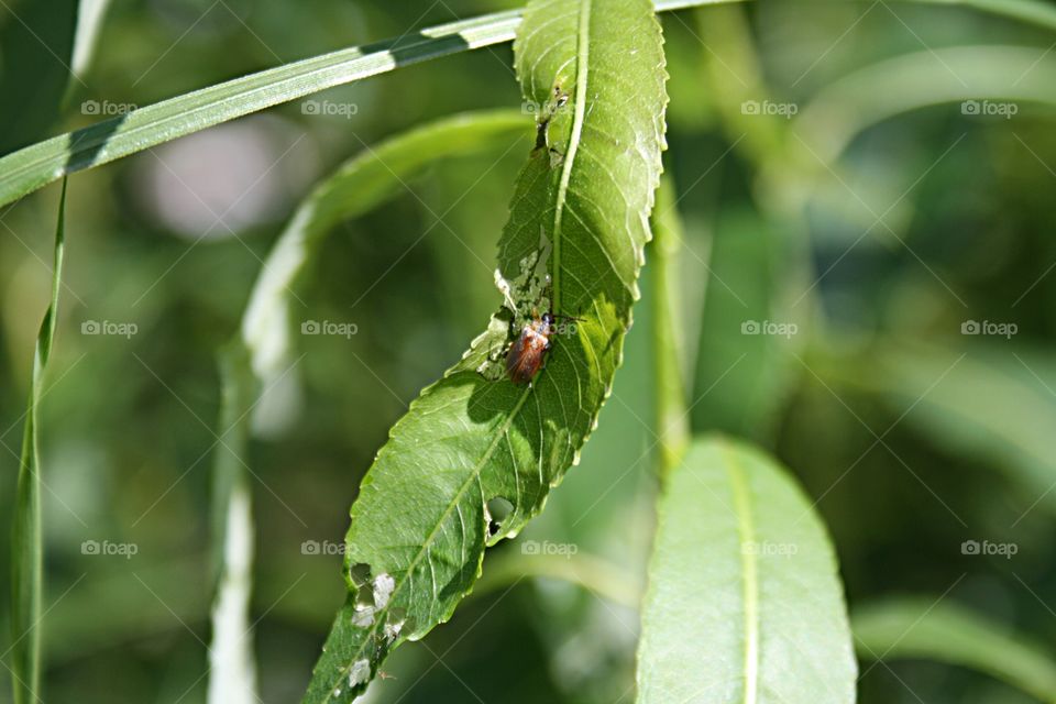 Beetle on plants