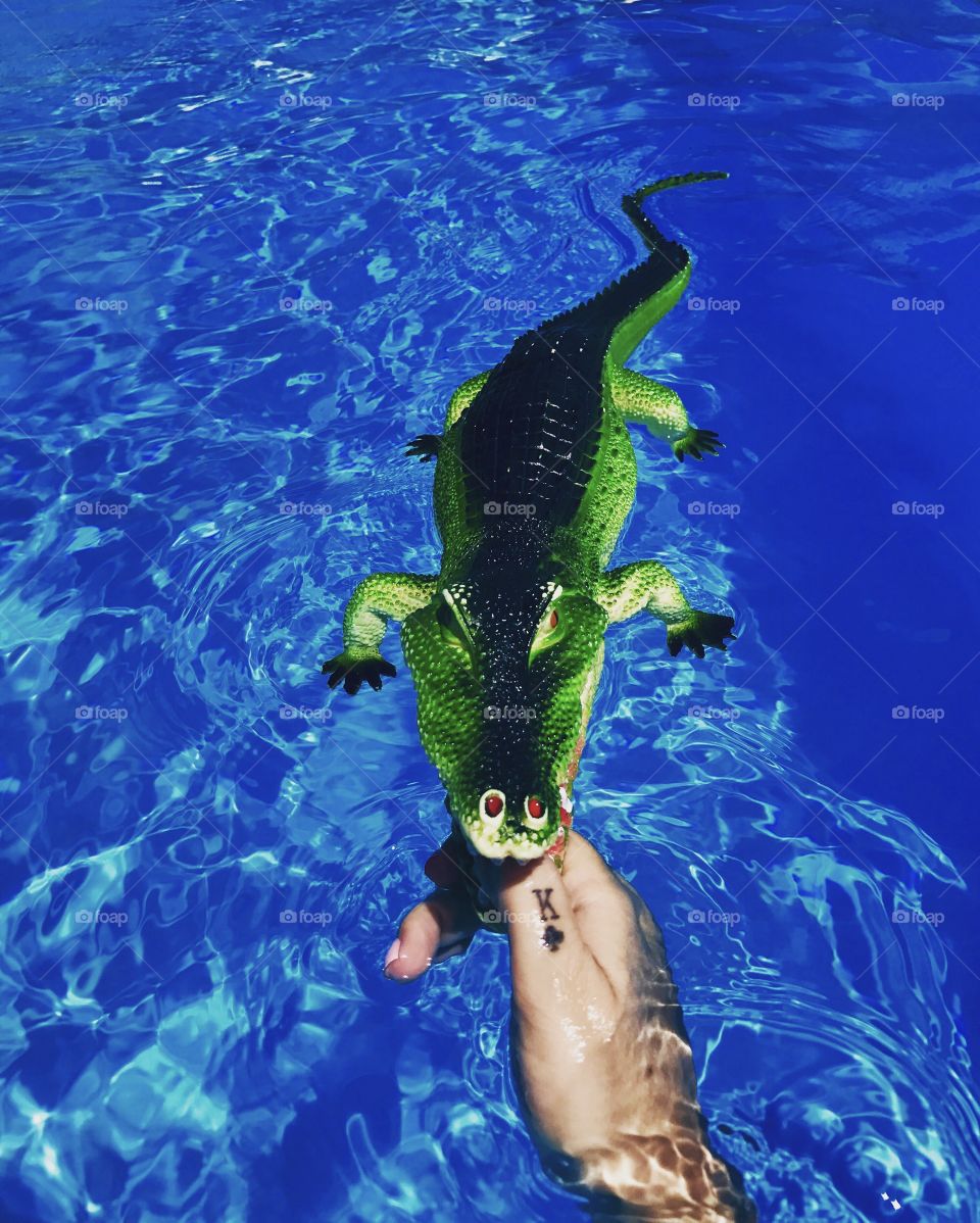 Crocodile toy in a pool