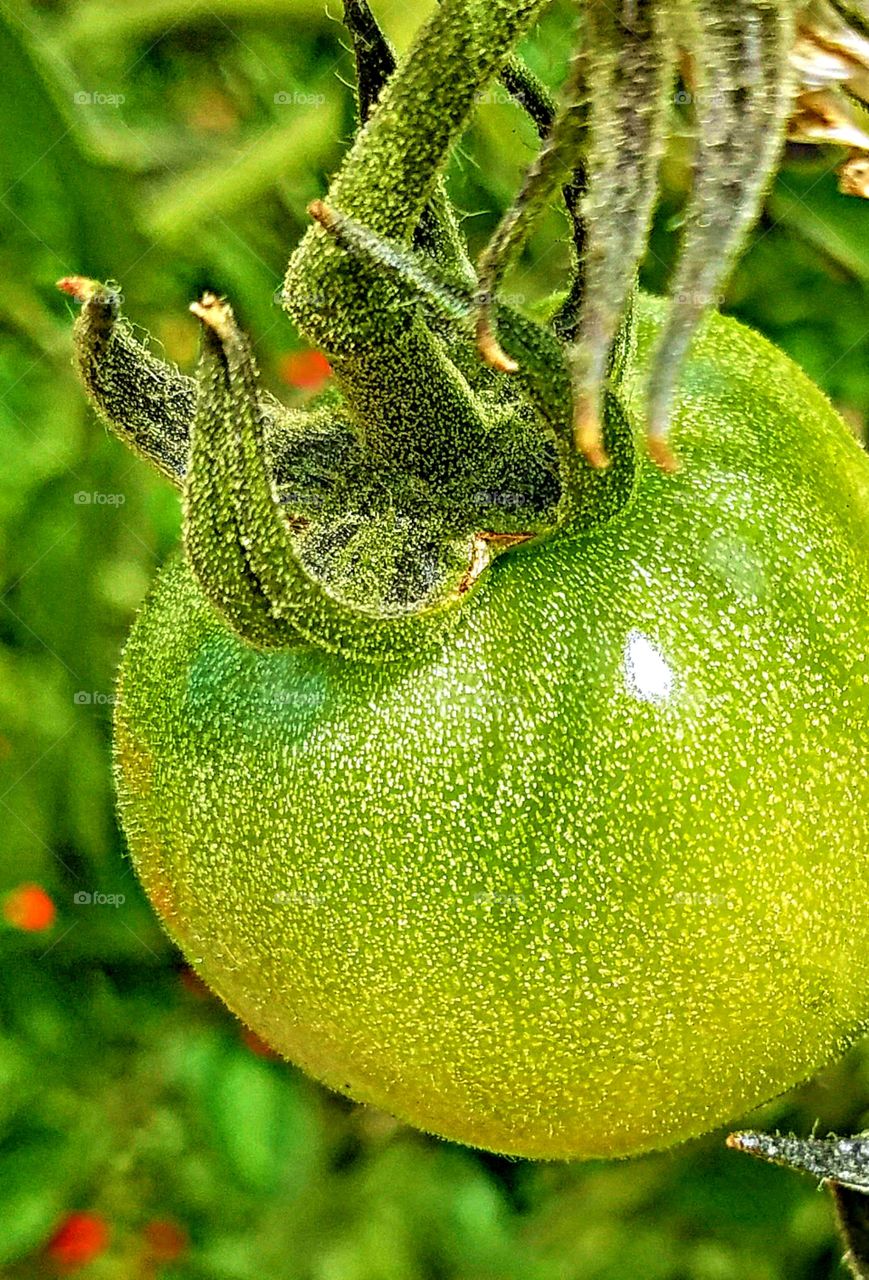 Green Tomato on the vine!