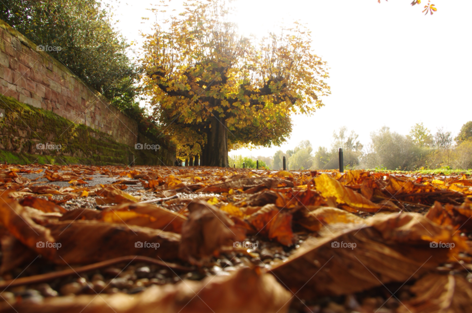 autumn footpath public by gaillewisbraznell