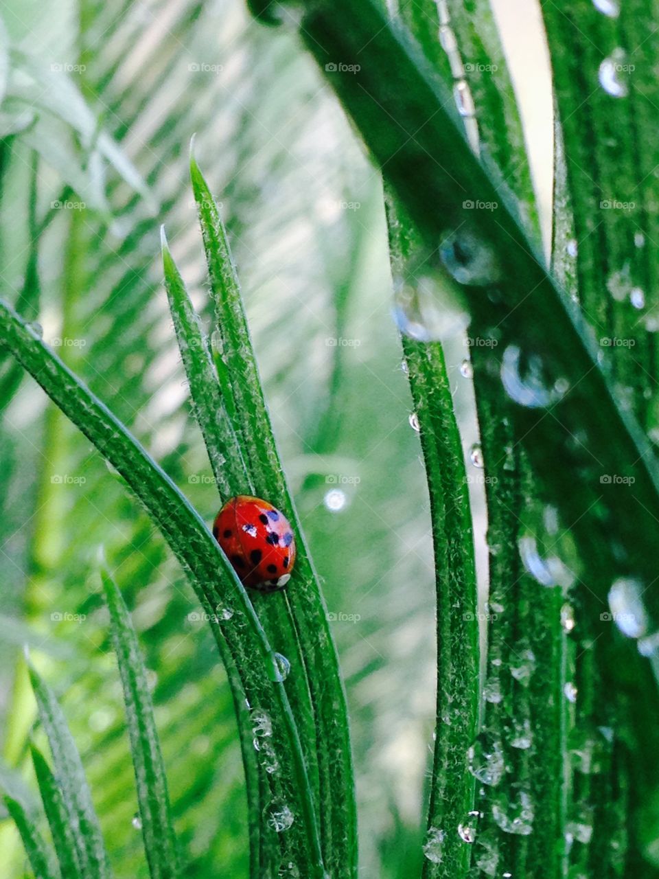 Ladybug and morning dew 