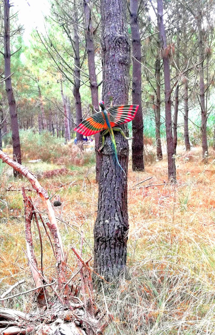 #Andreiaserr #florest #tree #trees #green # #park #brown