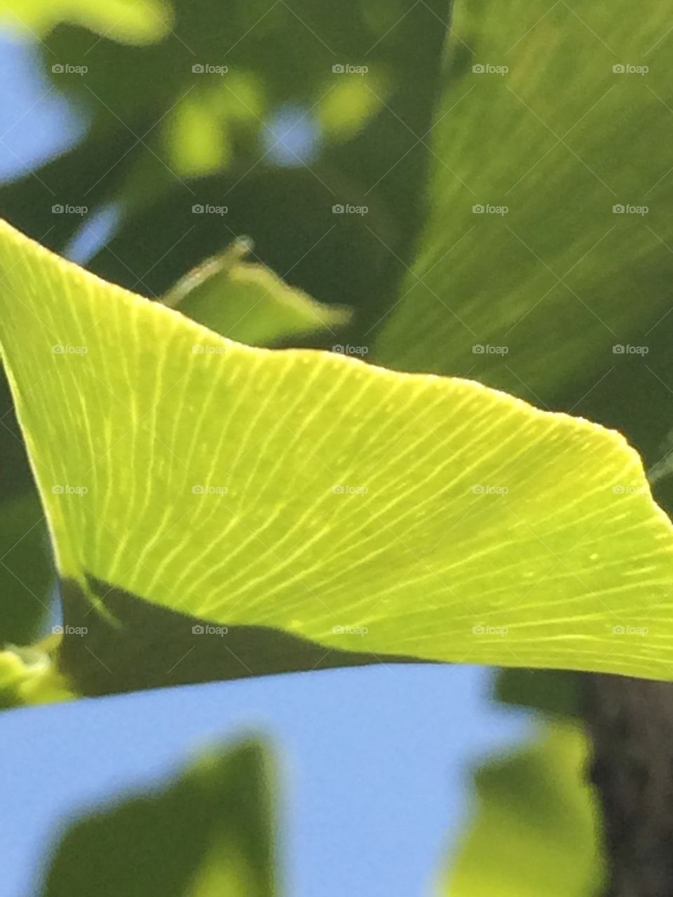 Sunshine and green leaf