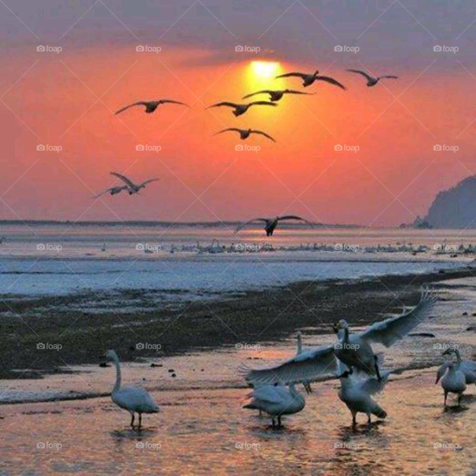 Bird, Water, Sunset, Seagulls, Dawn