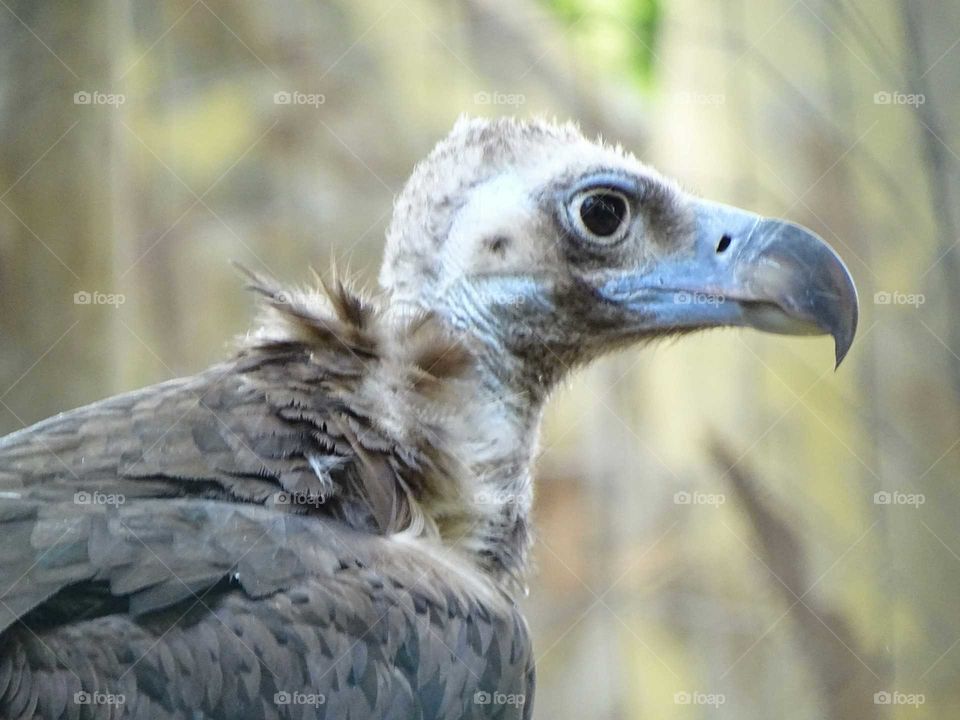 The vulture