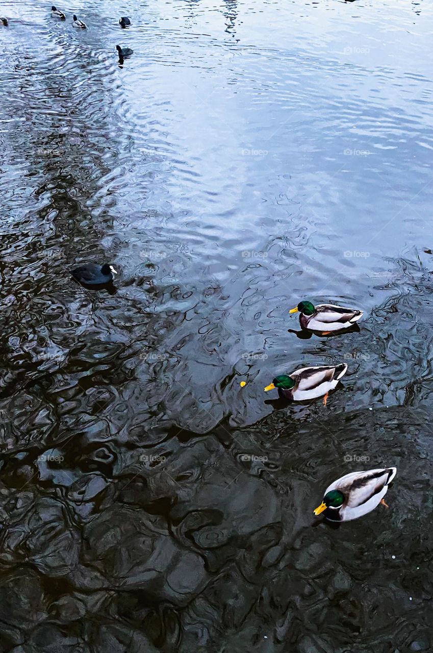 Colorful beautiful Ducks in the water with reflections 