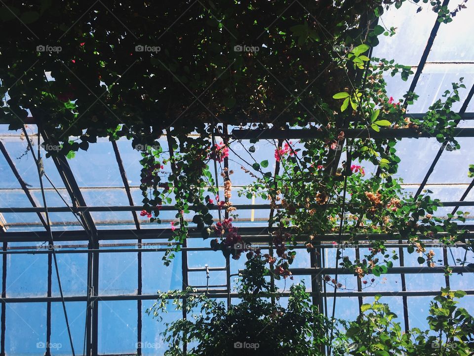 Roses on the roof 