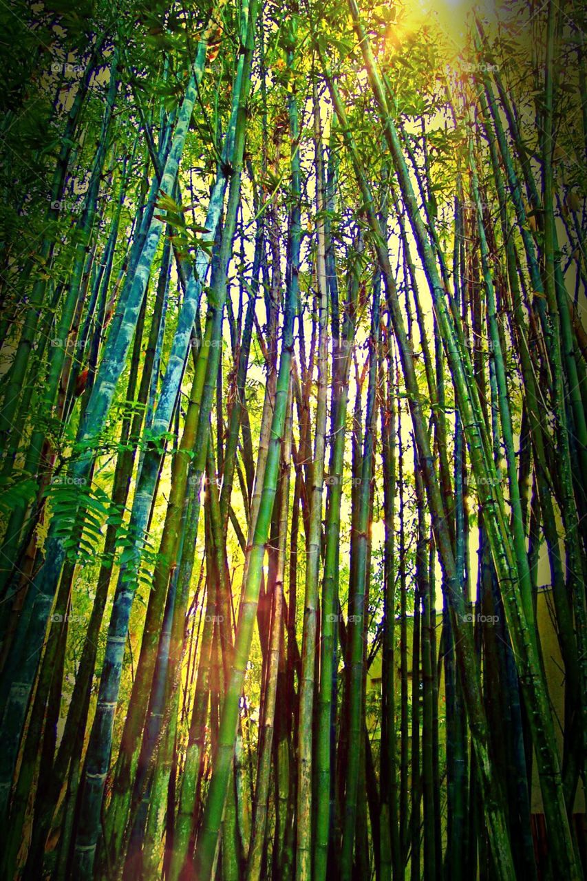 Bamboo stand. Looking up into the bamboo.