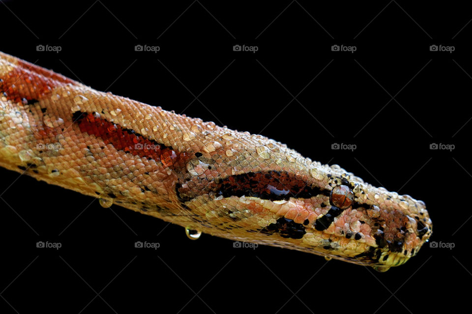 Wet snake with black background.