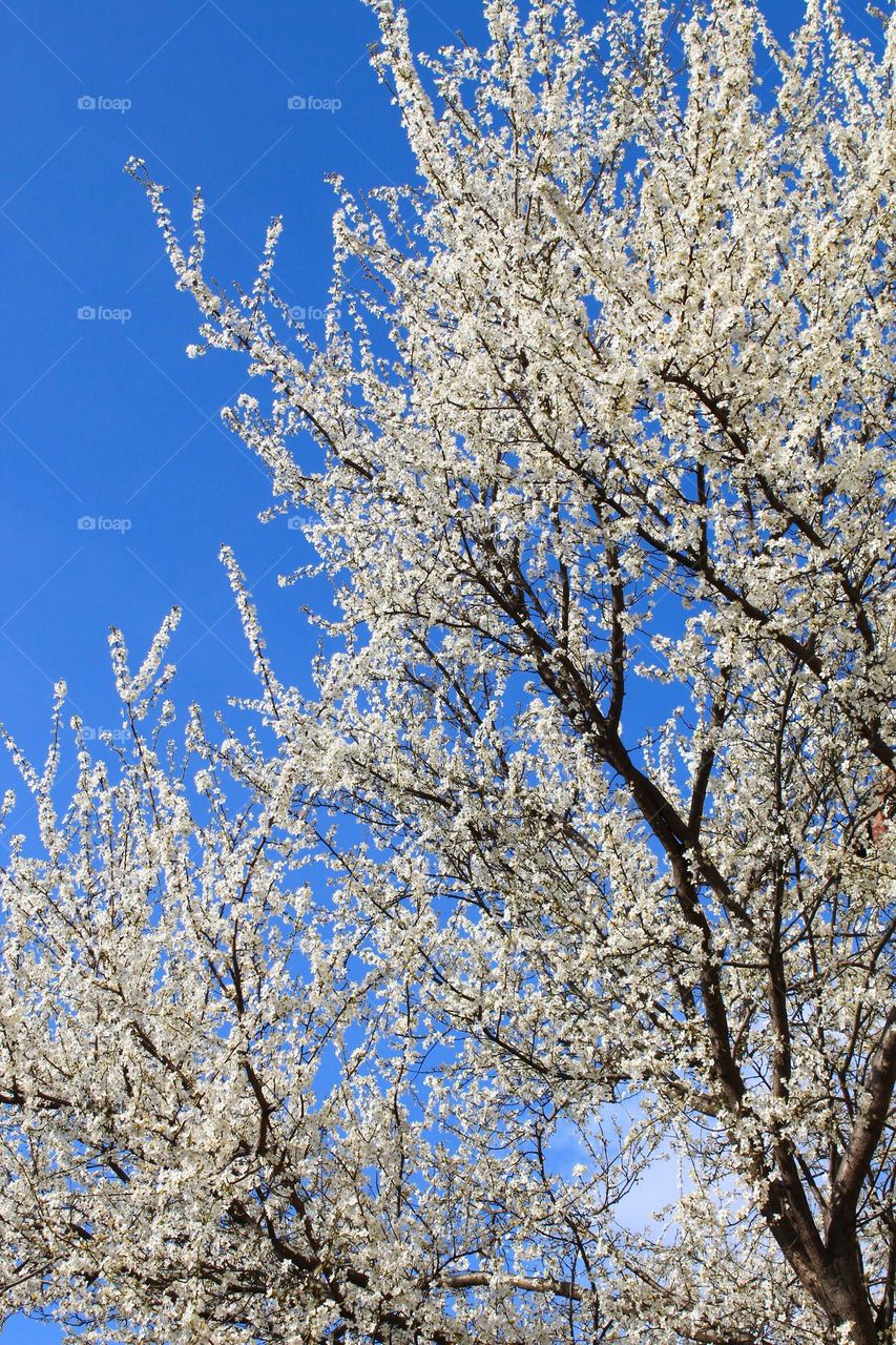 Tree with first flowers and buds  under a clear blue sky.  New life