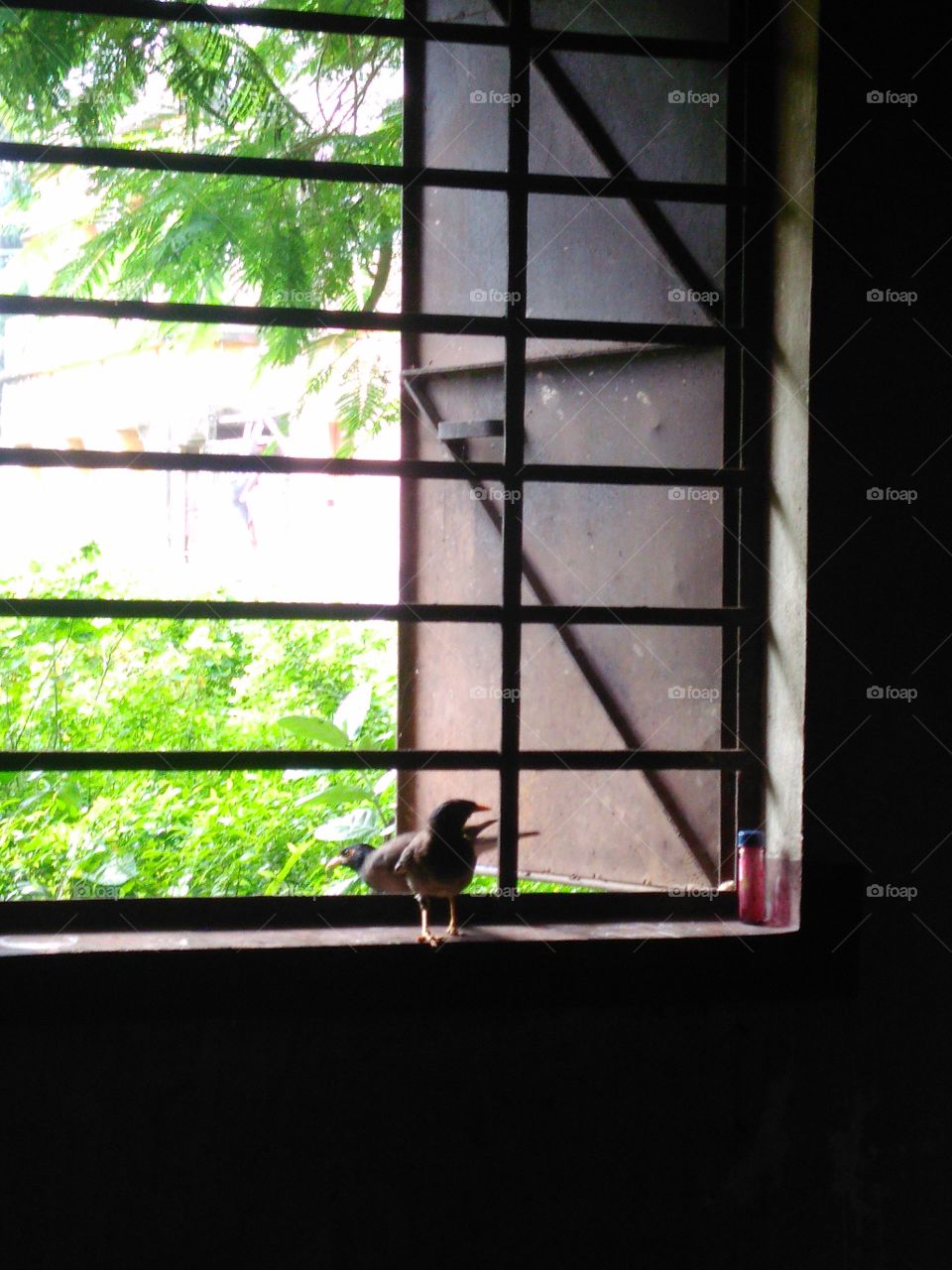 birds in window
