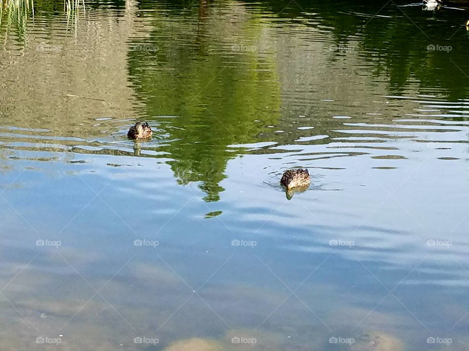 Two ducks swimming in pond reflecting trees and sky at park.