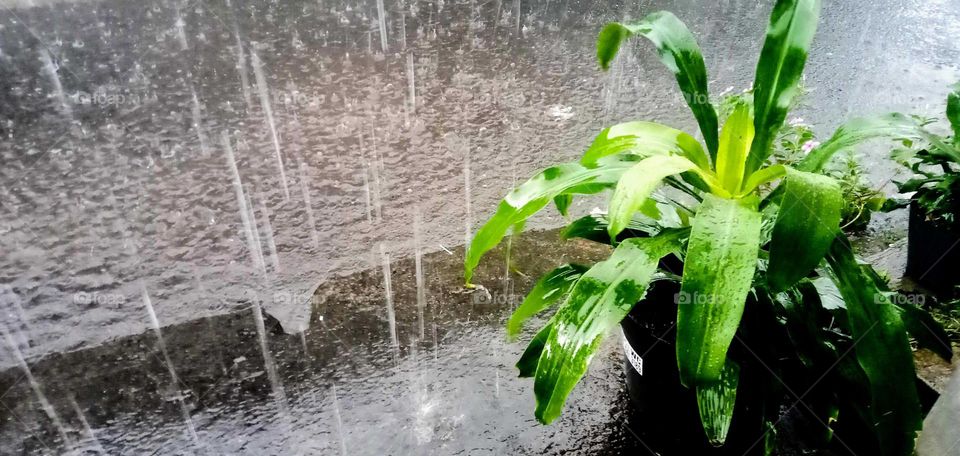 rain and plant