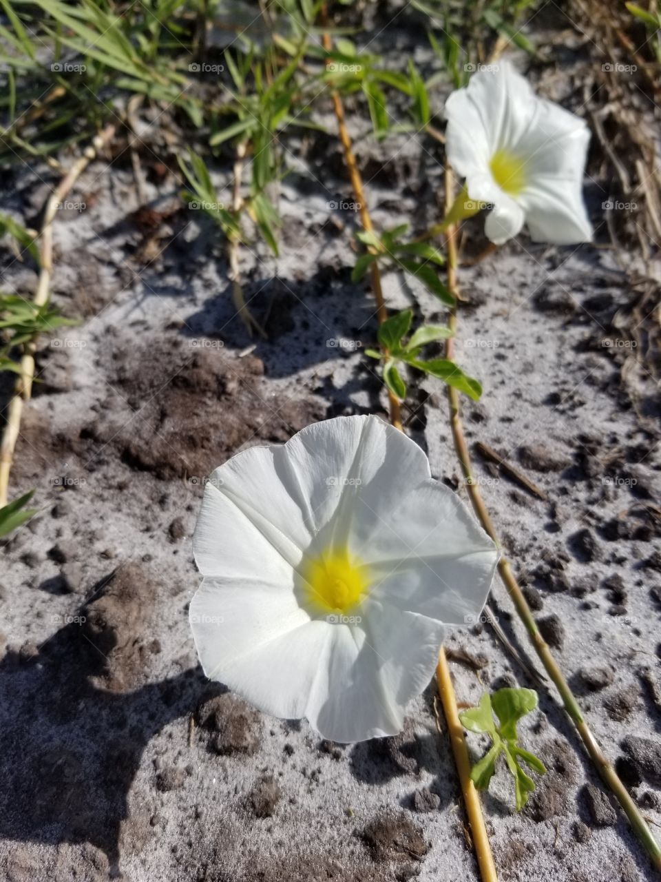 White beach flower
