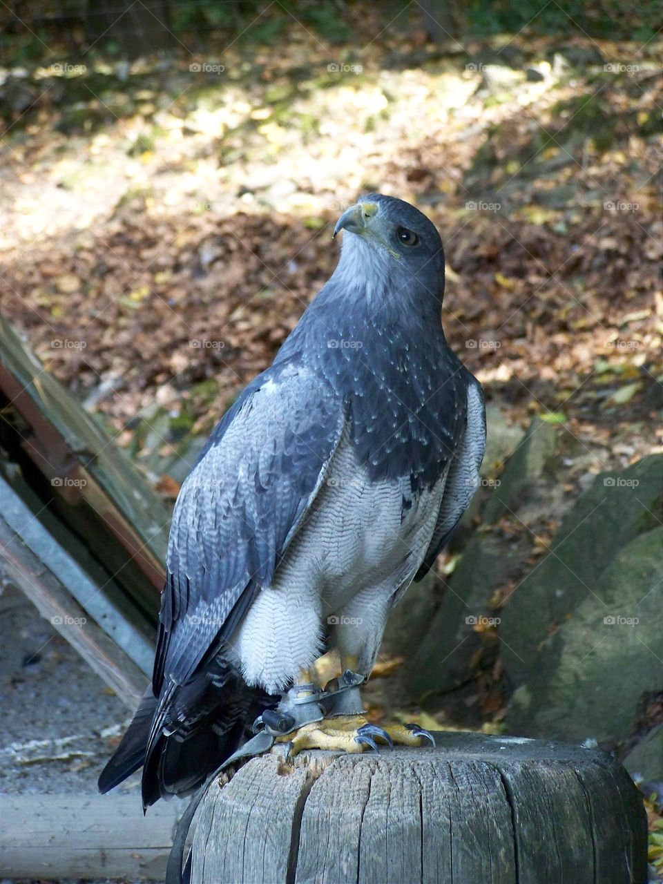 The black-chested buzzard-eagle, natural reserve in Poland