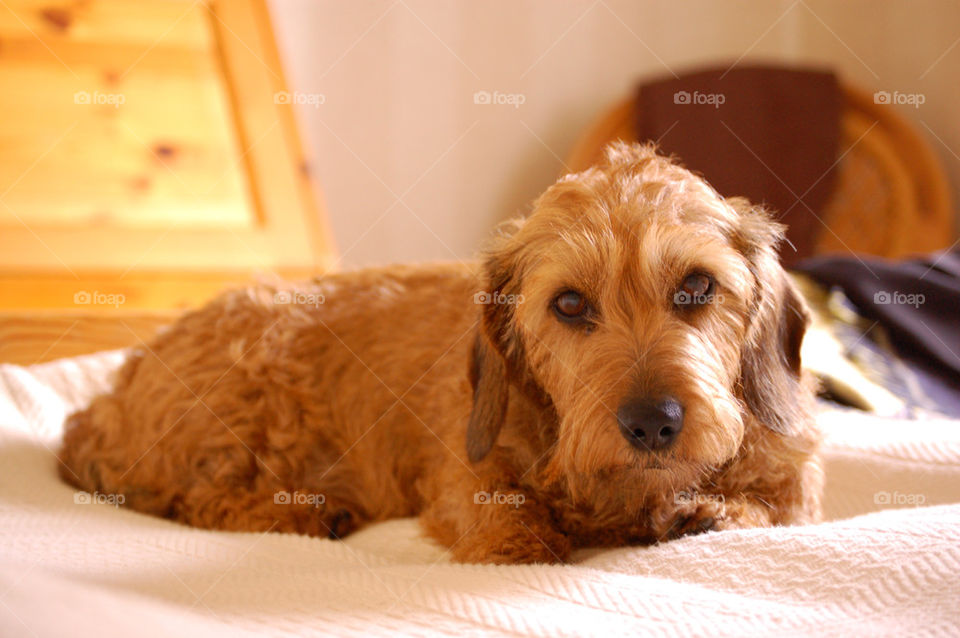 Dog on bed