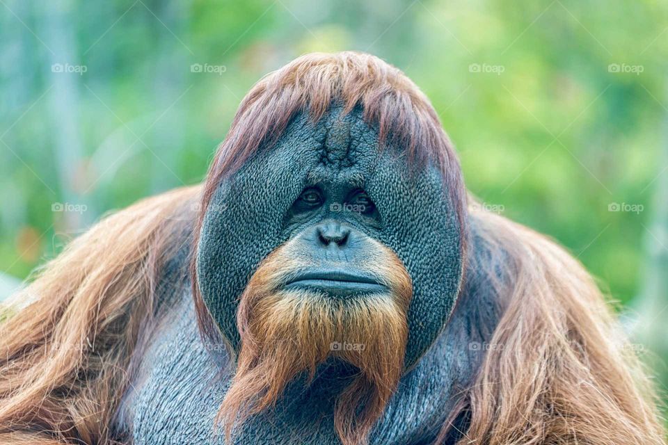 Orangutan (Ape) face portrait isolated
