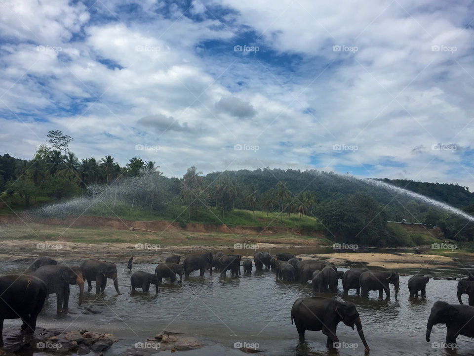 Many elephants taking bath at the river