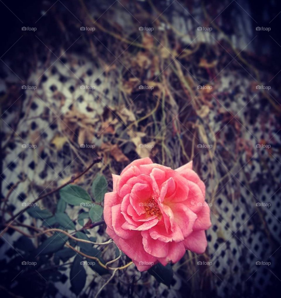 Wild Rose , Keep Fighting 🌹