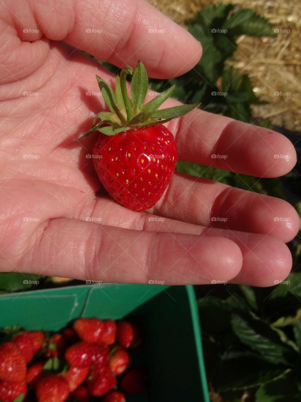 find some beautiful strawberry. strawberry time