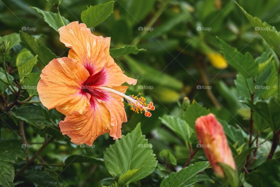 Gorgeous orange hibiscus flower, Hamilton Island, Australia 