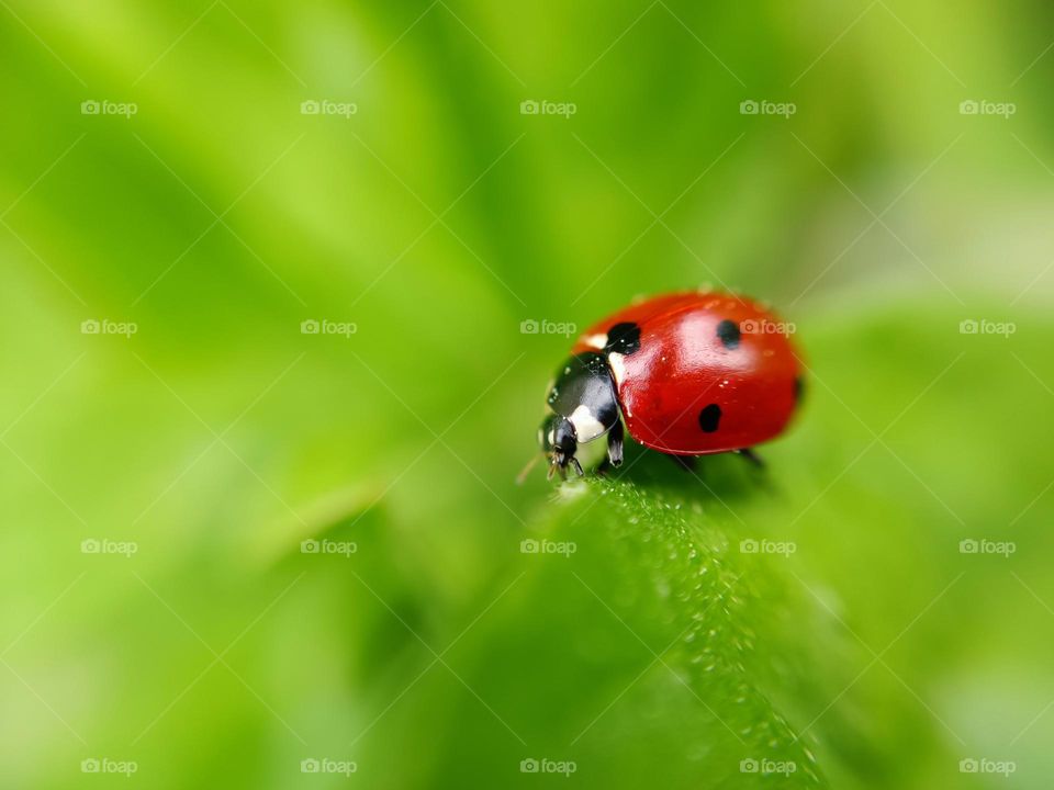 Ladybug