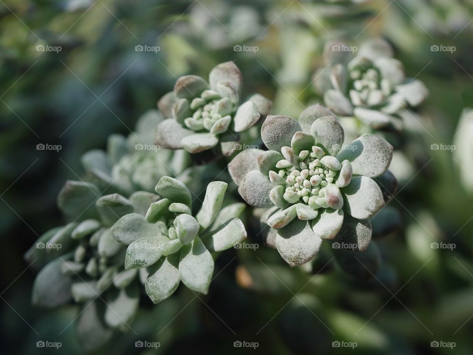 Extreme close up of succulent plant