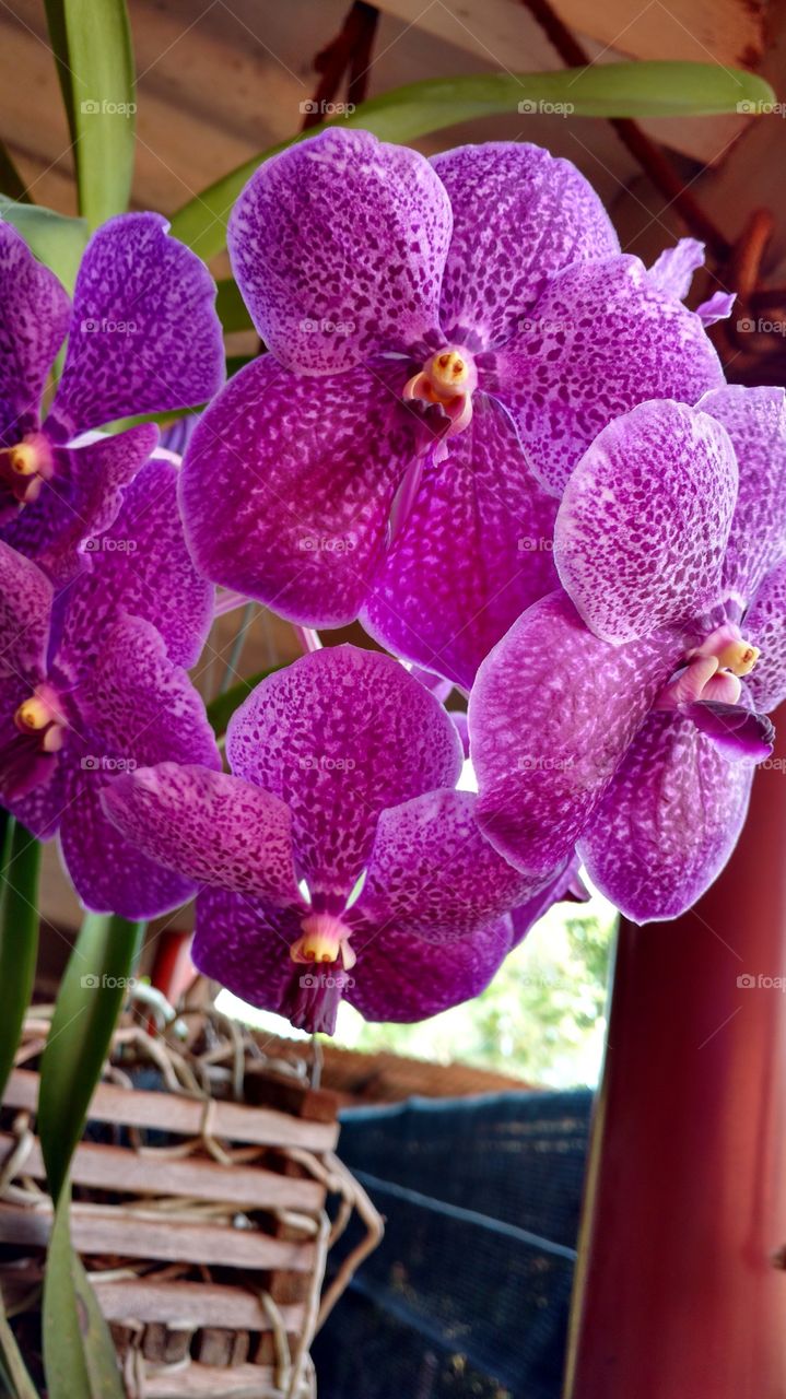 Orquídea Vanda.