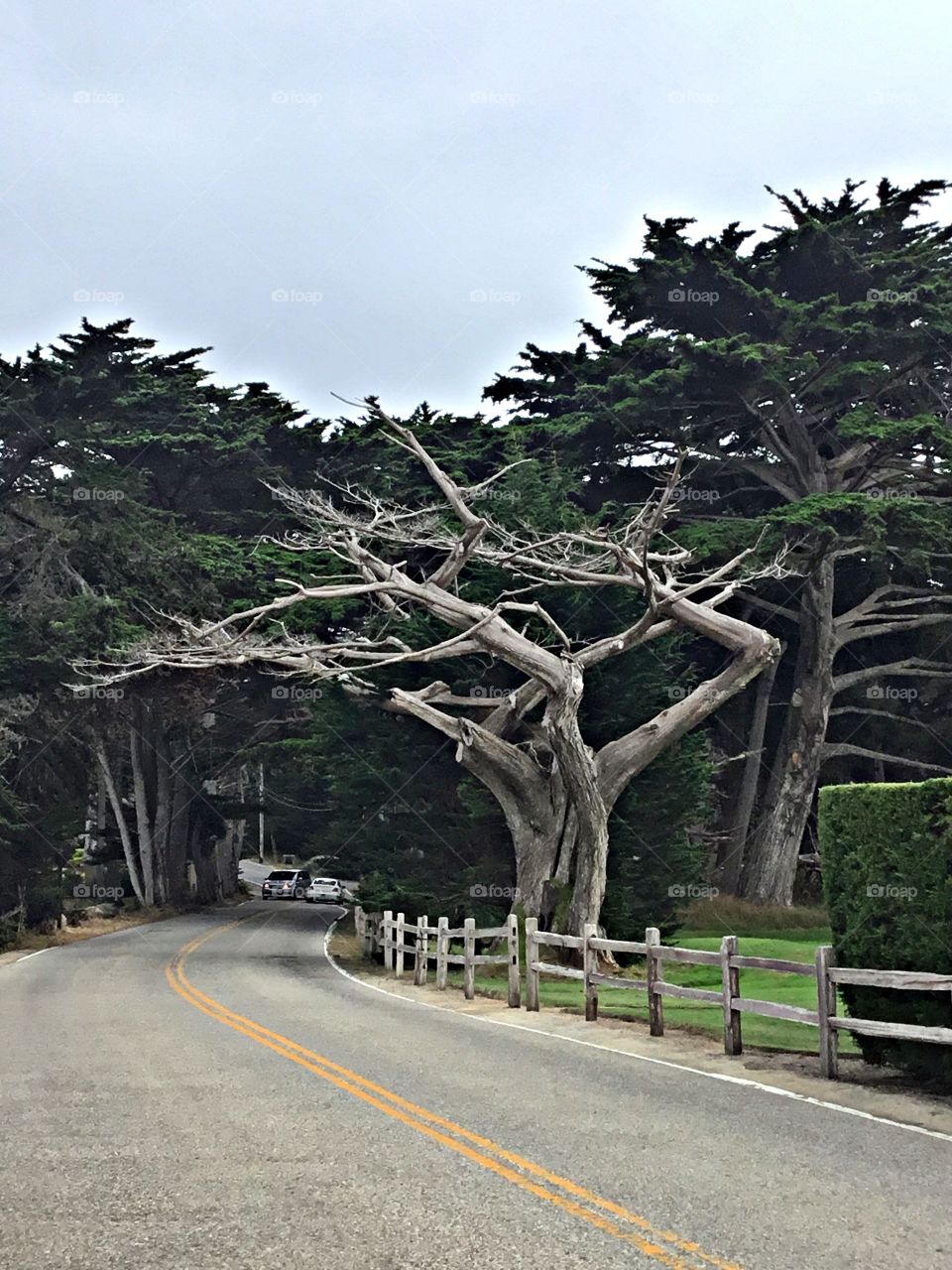 Majestic, Giant wind swept Monterey Cypress tree tower over the highway. They are known as Hesperocyparis Macrocarpa, a coniferous tree. 