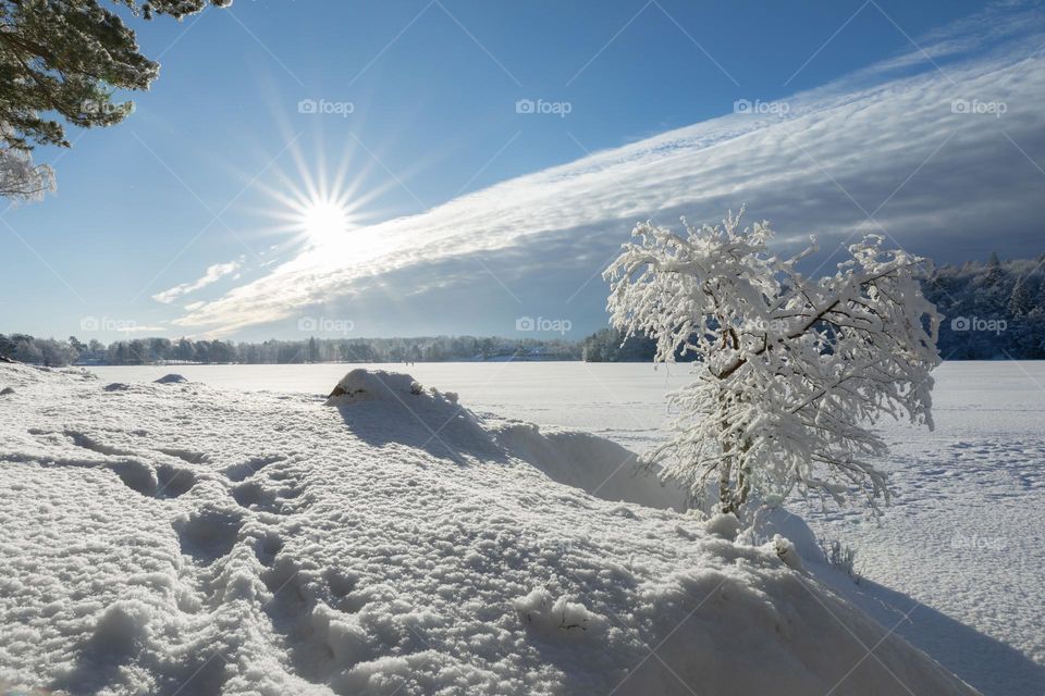 Sun shining from blue sky on beautiful snow covered tree and ground by frozen lake at winter 