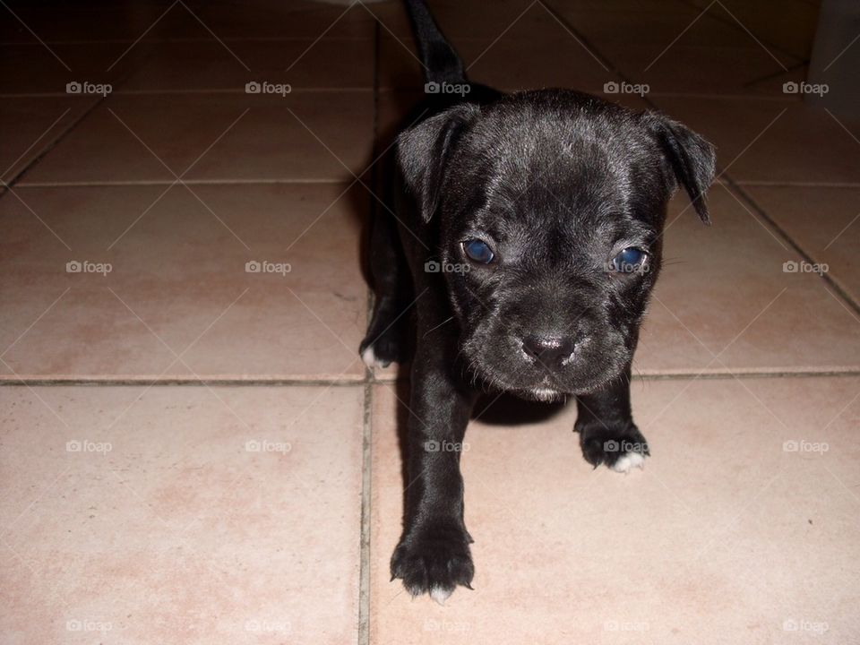 Staffy Pup