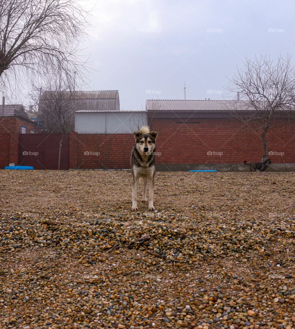 Dog