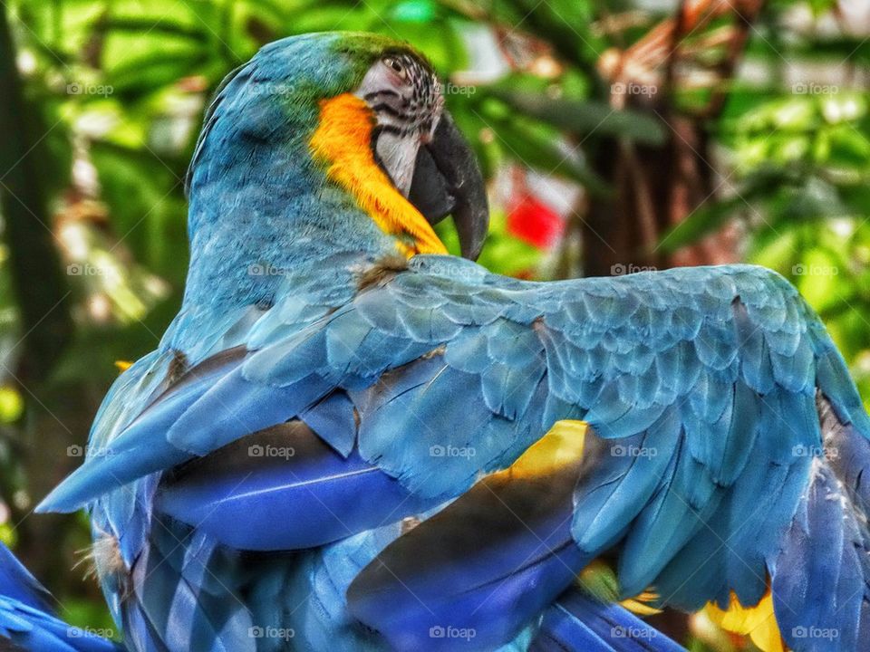 Brilliantly Colored Bird Of Paradise In The Rainforest
