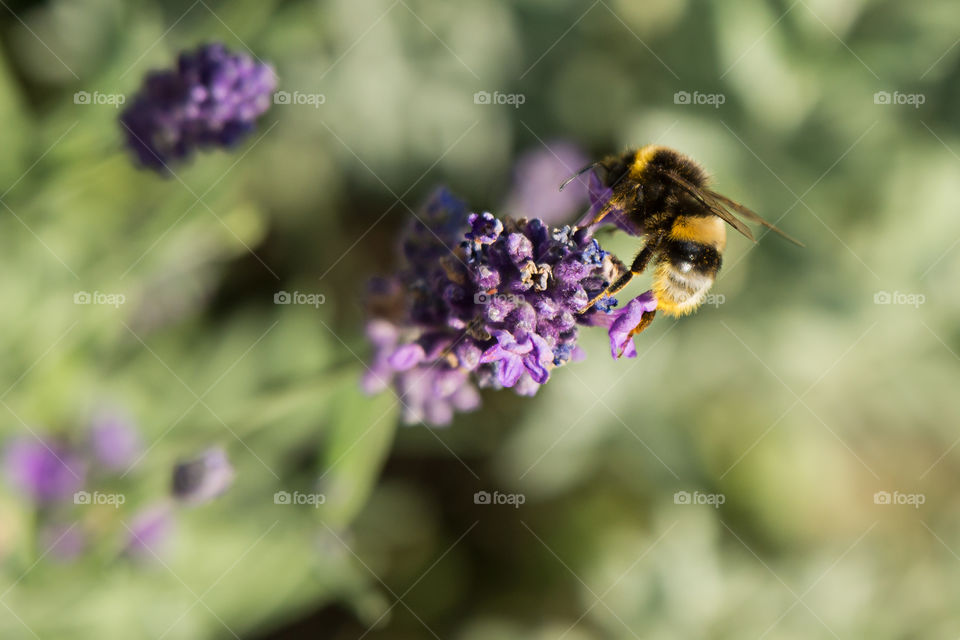 Bumblebee pollinating on flower