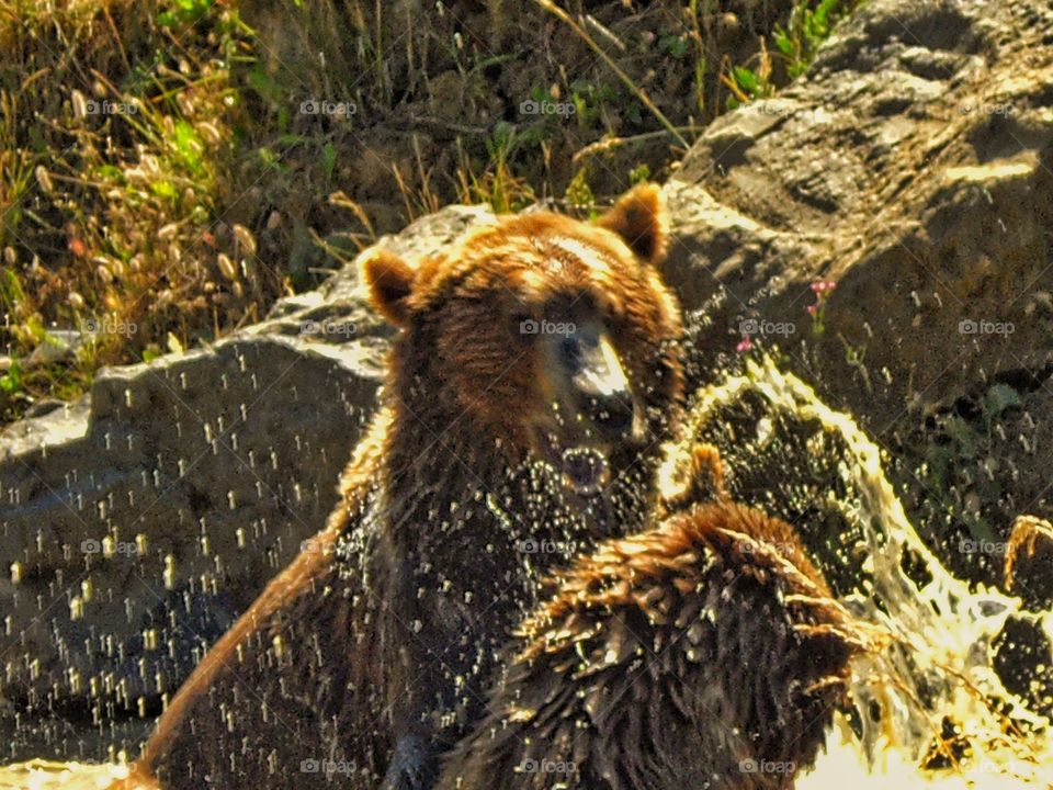 Grizzly Bears Splashing In The Water