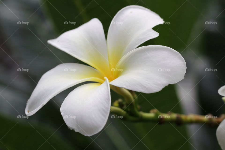 green yellow nature flower by sonchai