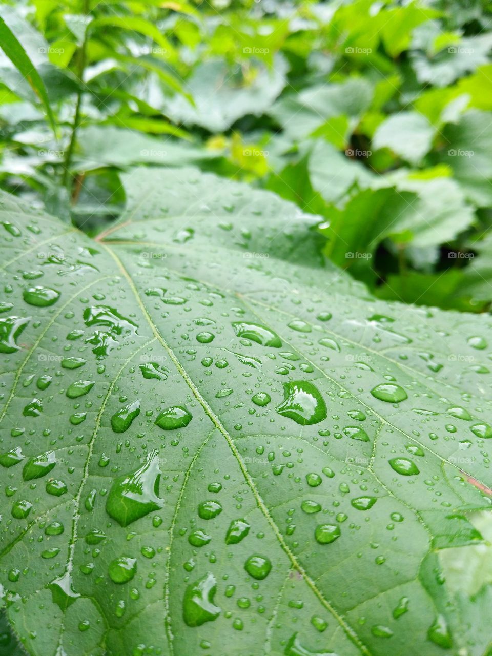 Rain on a leaf.