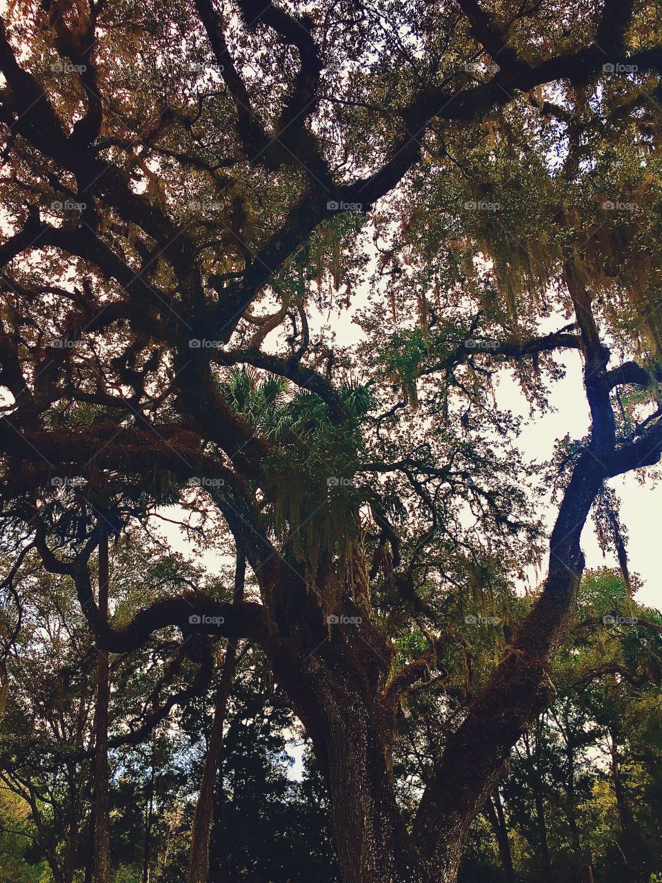 When you look through the trees, do you see a place where your soul can reach? When you look through the forest, can you see yourself being set free?