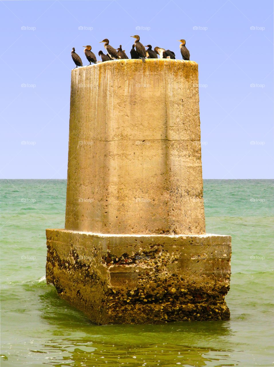 White-breasted cormorants (Phalacrocorax lucidus) having rest on the huge bridge pilon on the Atlantic ocean coast near Swakopmund