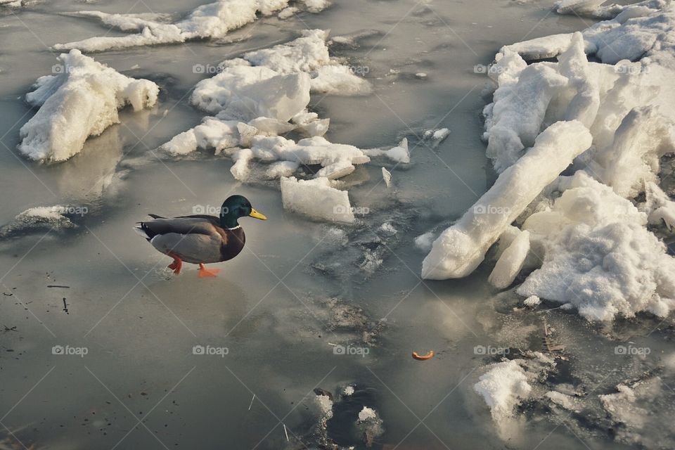 Duck on ice