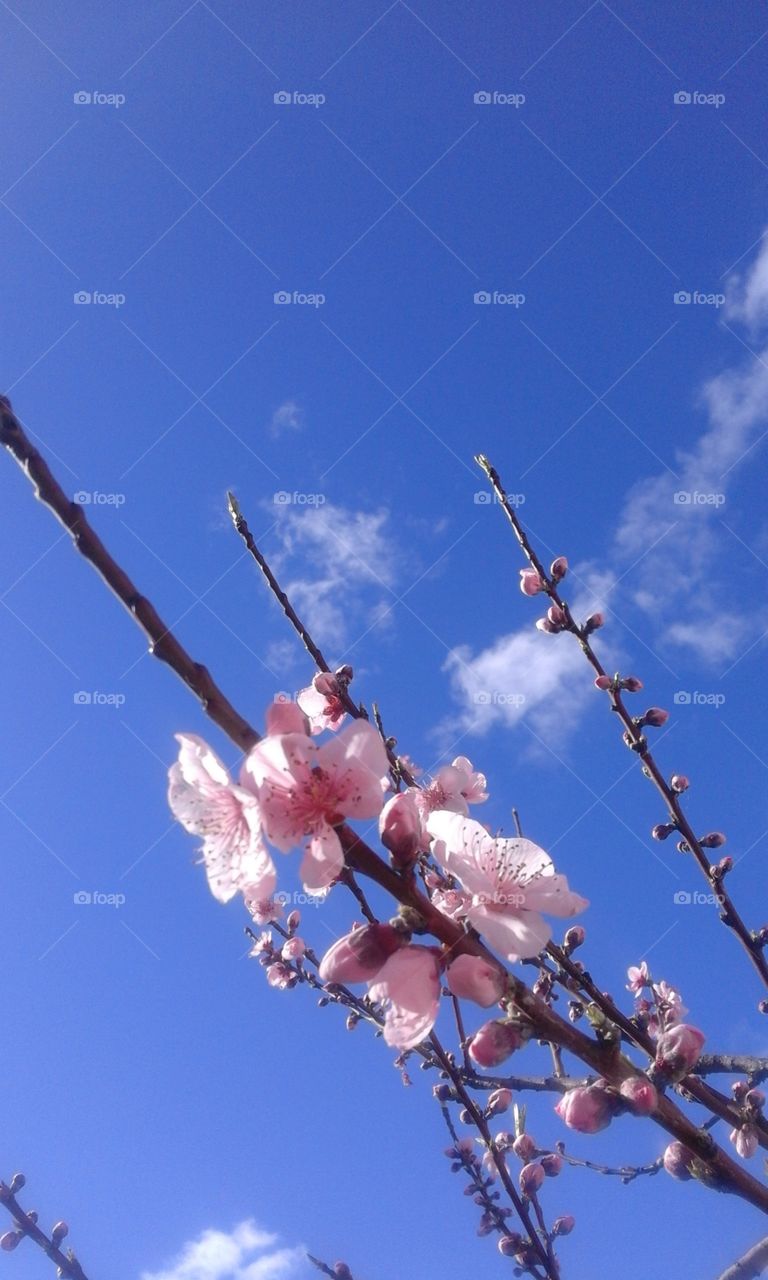 No Person, Nature, Flower, Cherry, Tree