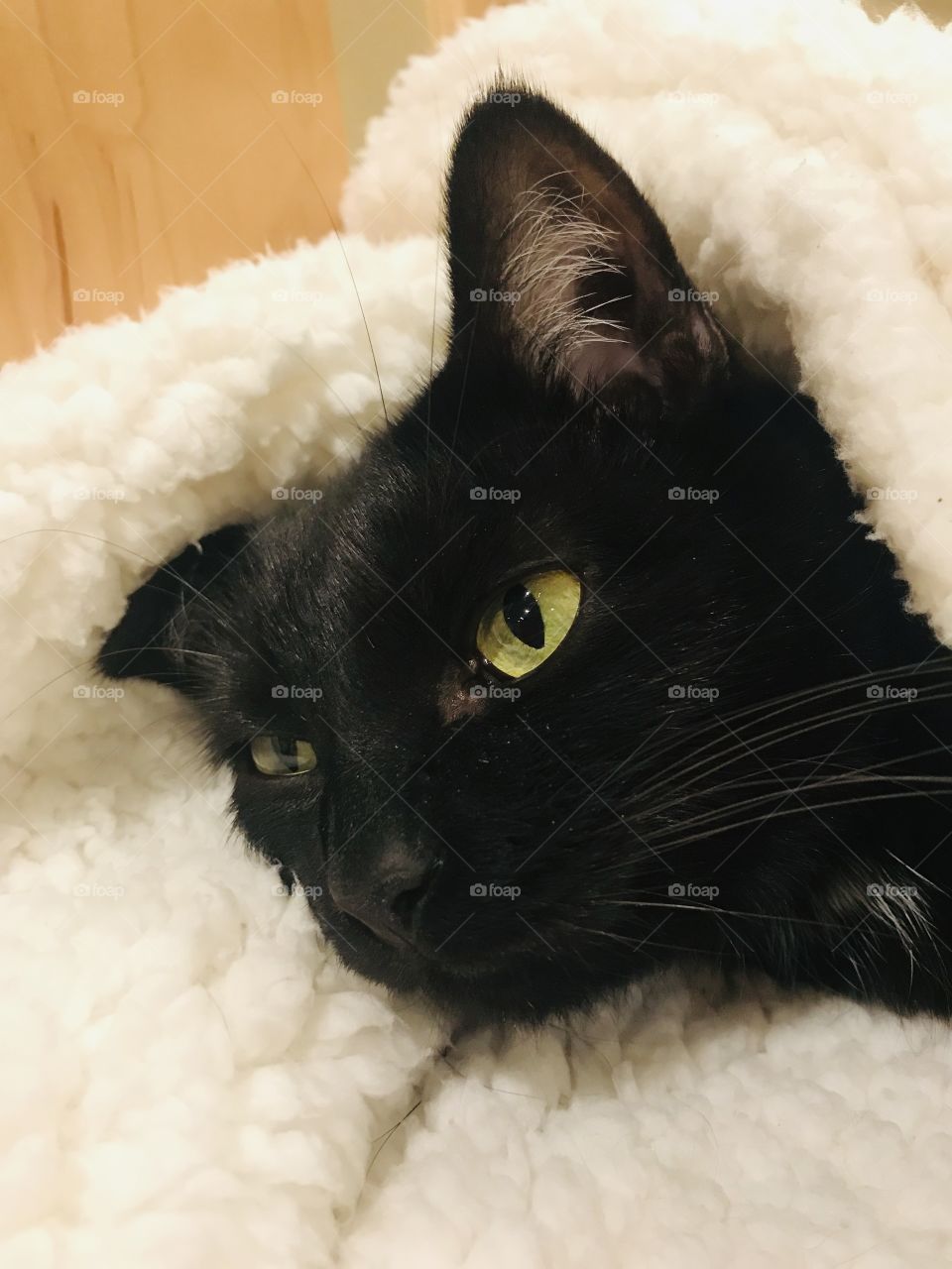Fun photo with darling black kitty cat laying completely cuddled up in cozy white blanket!! 