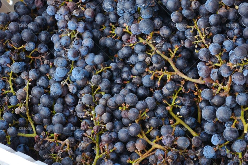 Purple grapes for wine