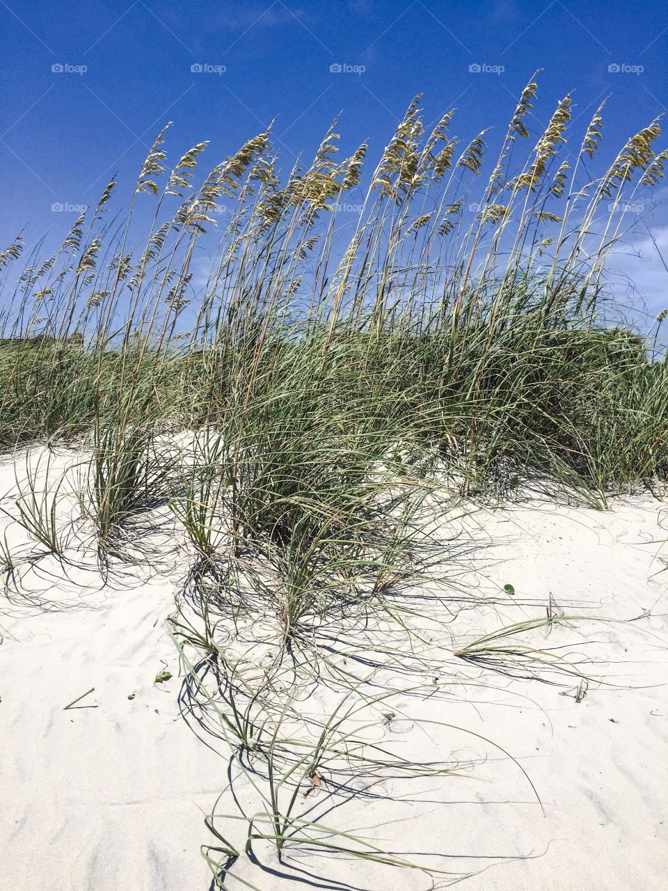 Beach dunes, sky and sea oats. 