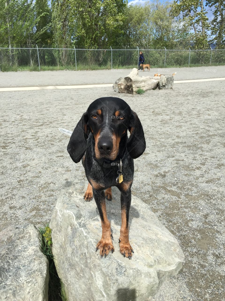 Dog park = fun day. Trip to Magnusen Dog Park in Seattle is always an EPIC adventure